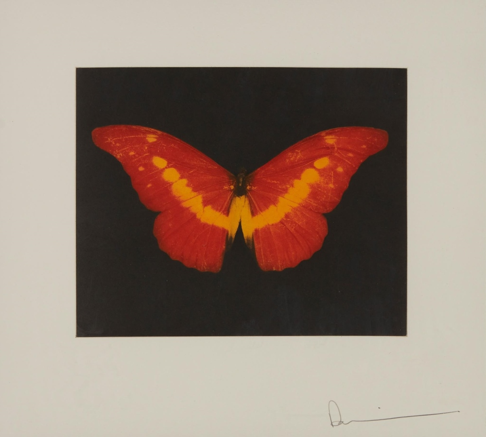 To lose a red butterfly, 2008
